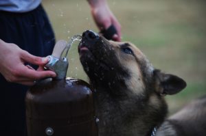 la-meilleure-fontaine-d-eau-pour-chien